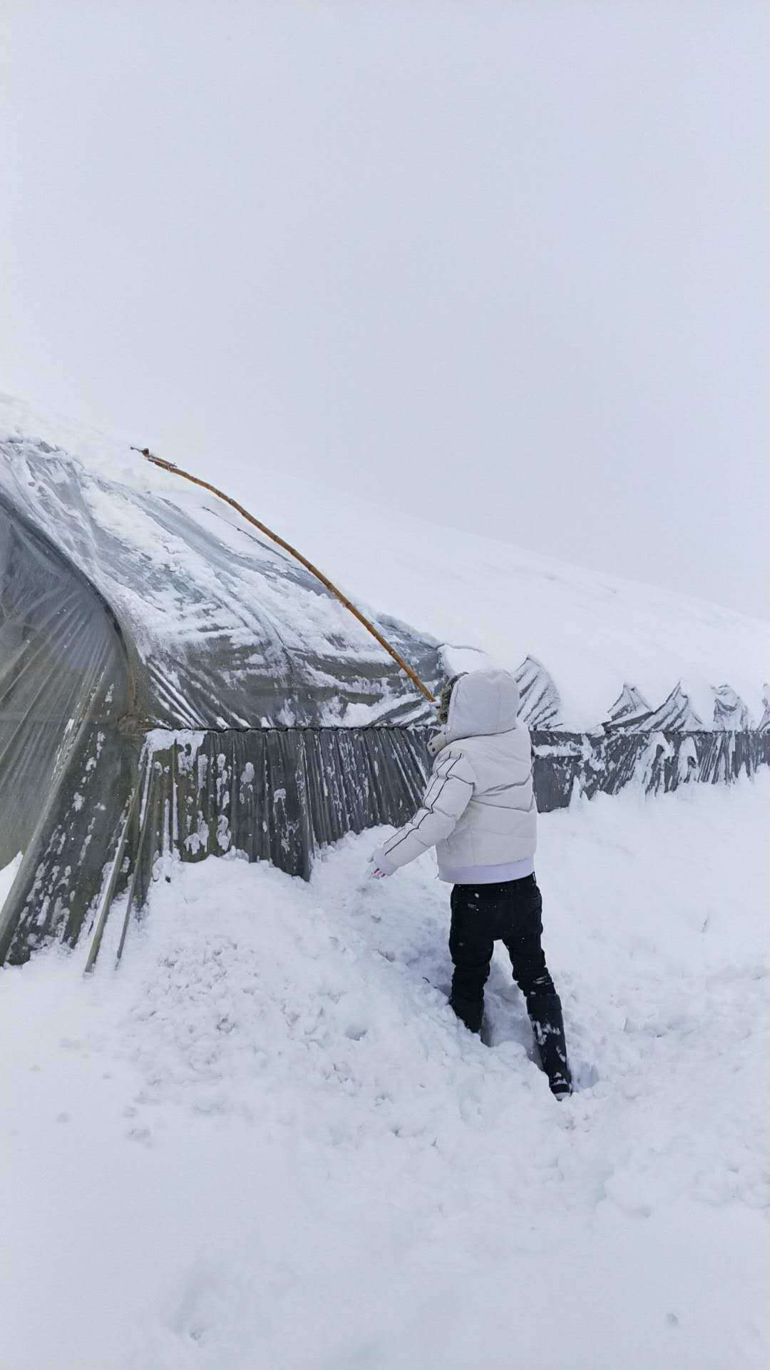 苗木人如何對抗2018暴雪(圖5)